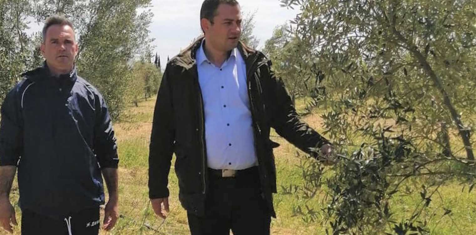 Βασιλόπουλος: Η Περιφέρεια Δυτ. Ελλάδας θα προασπίσει τα συμφέροντα για τις ελιές καλαμών