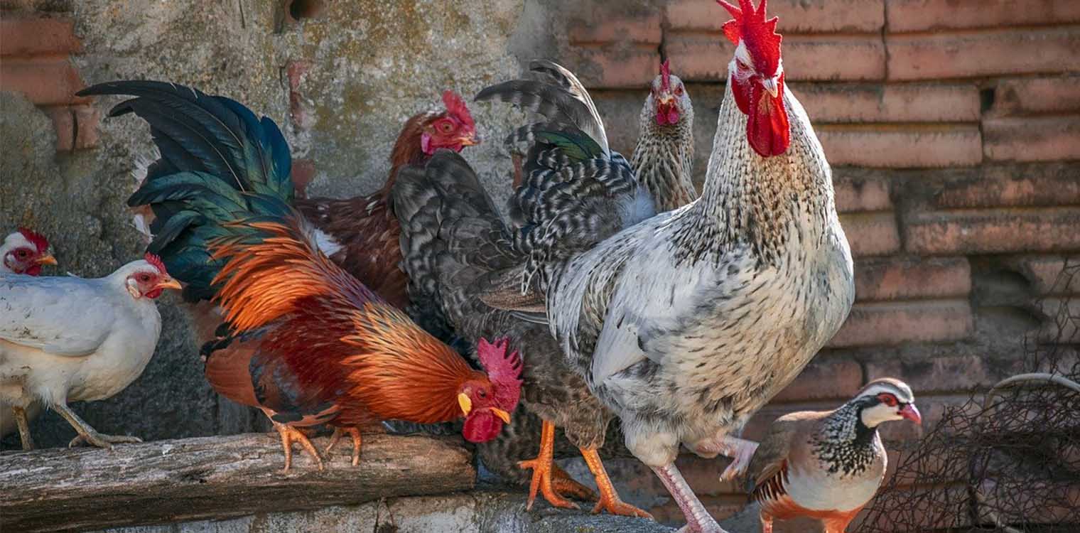 Αντίκτυπο στην τιμή του ελληνικού κοτόπουλου από την πανδημία