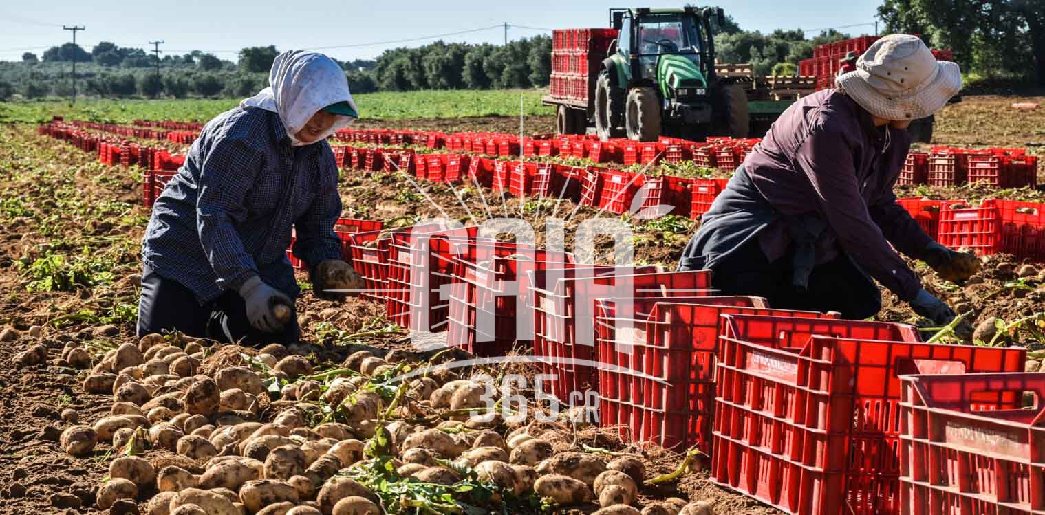 ΚΚΕ: Άμεσα μέτρα στήριξης των μικρομεσαίων παραγωγών πατάτας