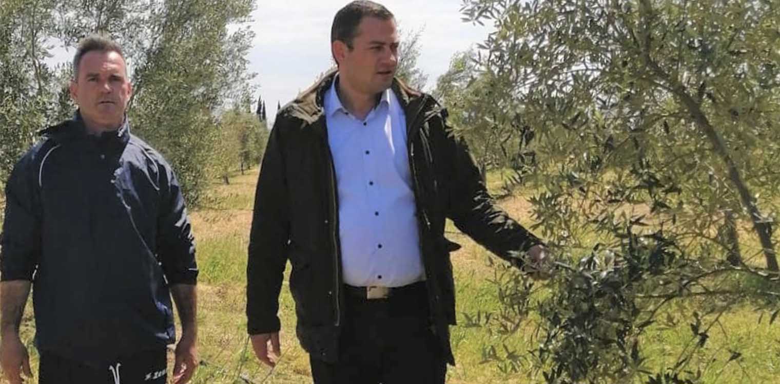 Βασιλόπουλος: Χαθήκαμε εάν χάσουμε και φέτος την ελαιοπαραγωγή μας... Βρείτε λύση !