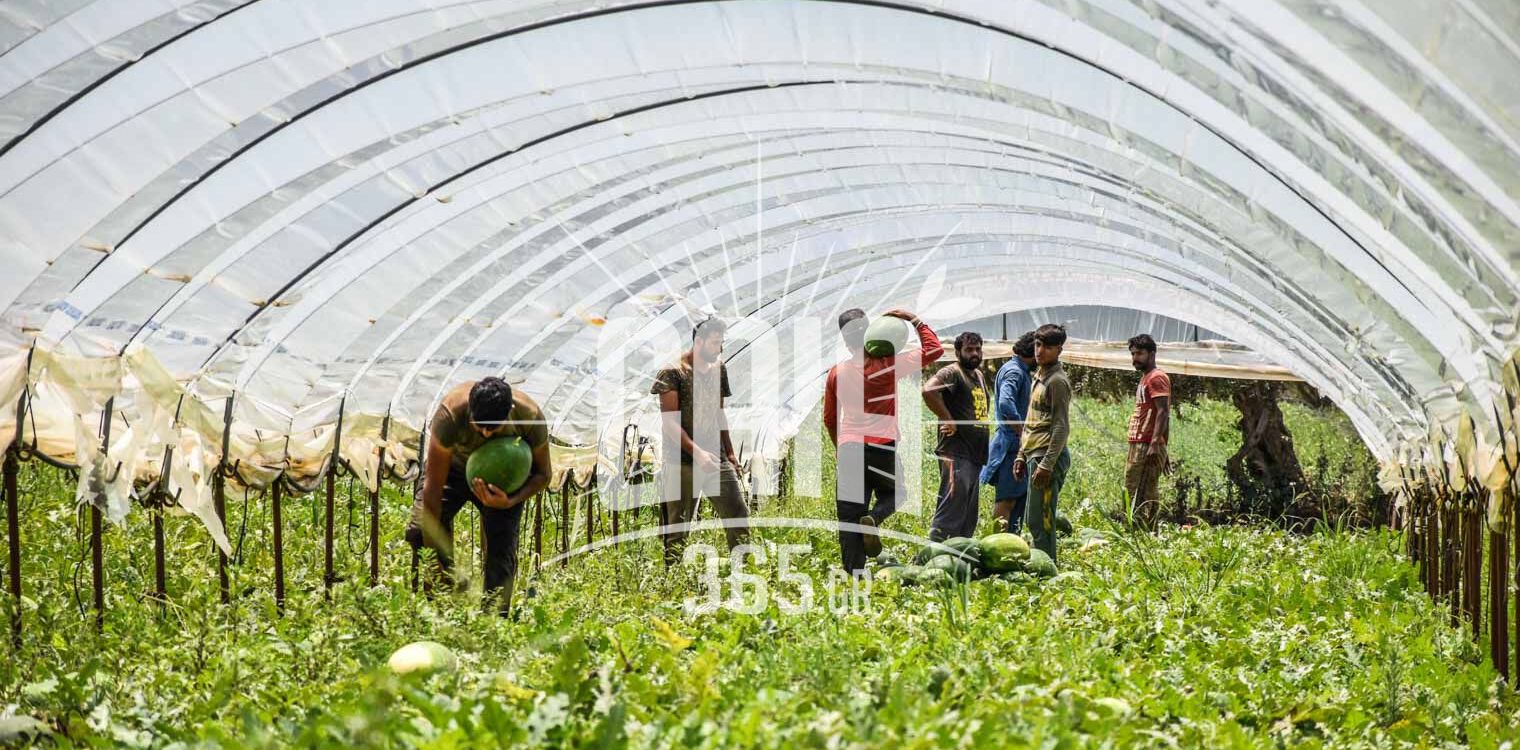 Ηλεία: Ικανοποίηση έως τώρα για την παραγωγή του καρπουζιού (video)