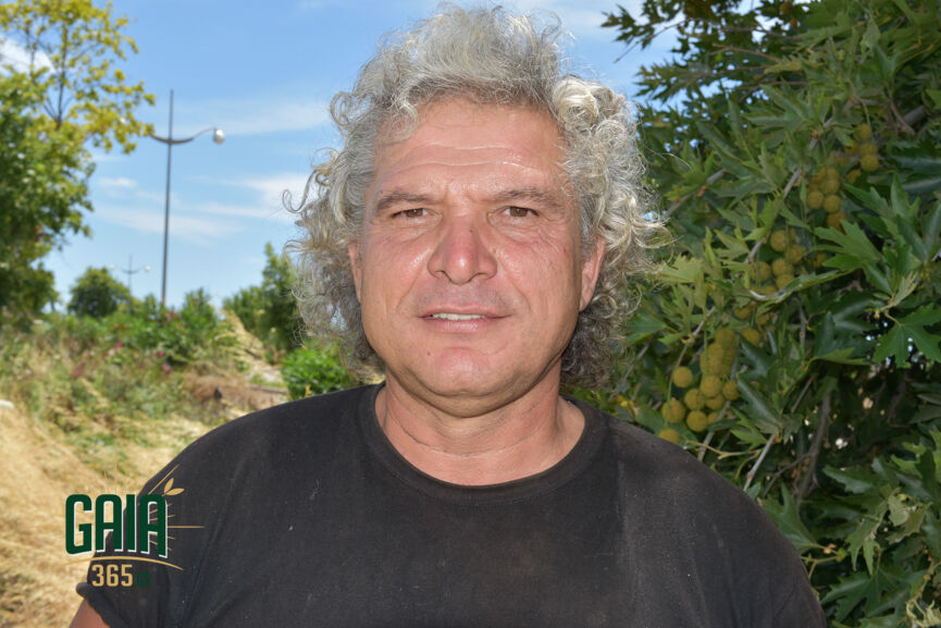 giannopoulos kardamas