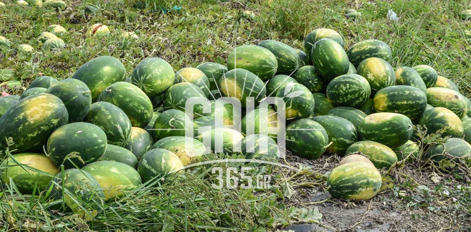 ΚΚΕ: Ζητά μέτρα προστασίας των καρπουζοπαραγωγών της Ηλείας