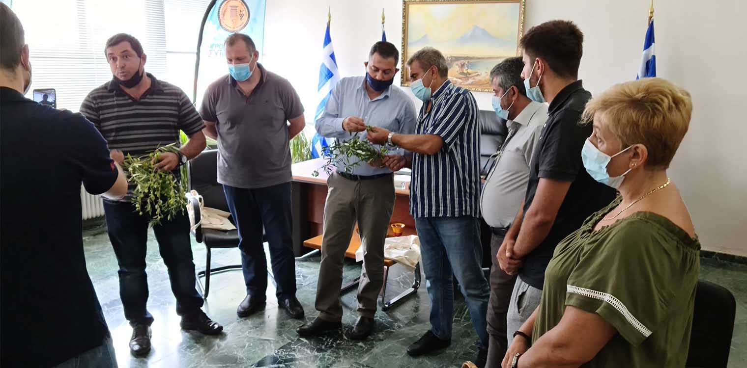 Bασιλόπουλος: «Σάρωσαν» τις ελιές ισχυροί άνεμοι και χαλάζι
