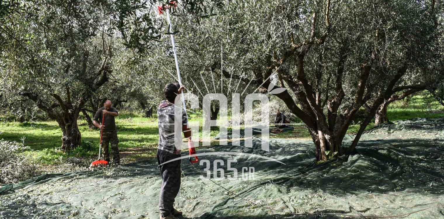 Κάστρο: Απαισιόδοξοι οι ελαιοπαραγωγοί για τη φετινή χρονιά
