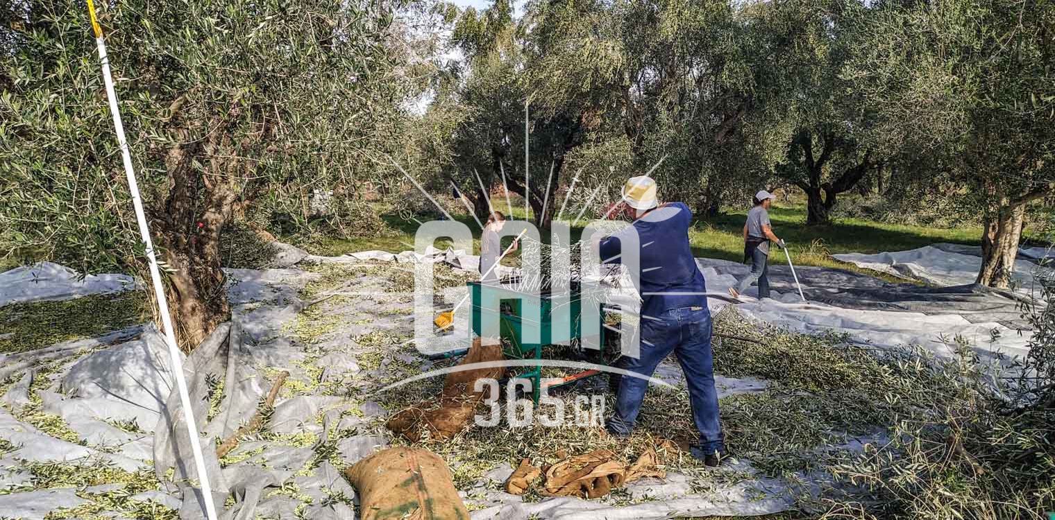 Ζαχάρω: Μετ' εμποδίων η φετινή συγκομιδή της ελιάς