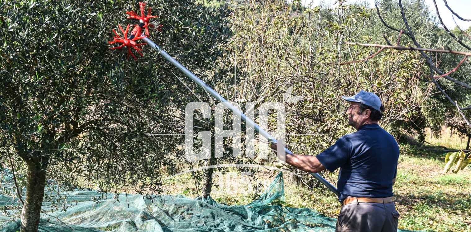 Ζαχάρω: "Γλυκόπικρη" γεύση για την ελαιοκομική σεζόν - Πάνω η ποιότητα, κάτω η τιμή