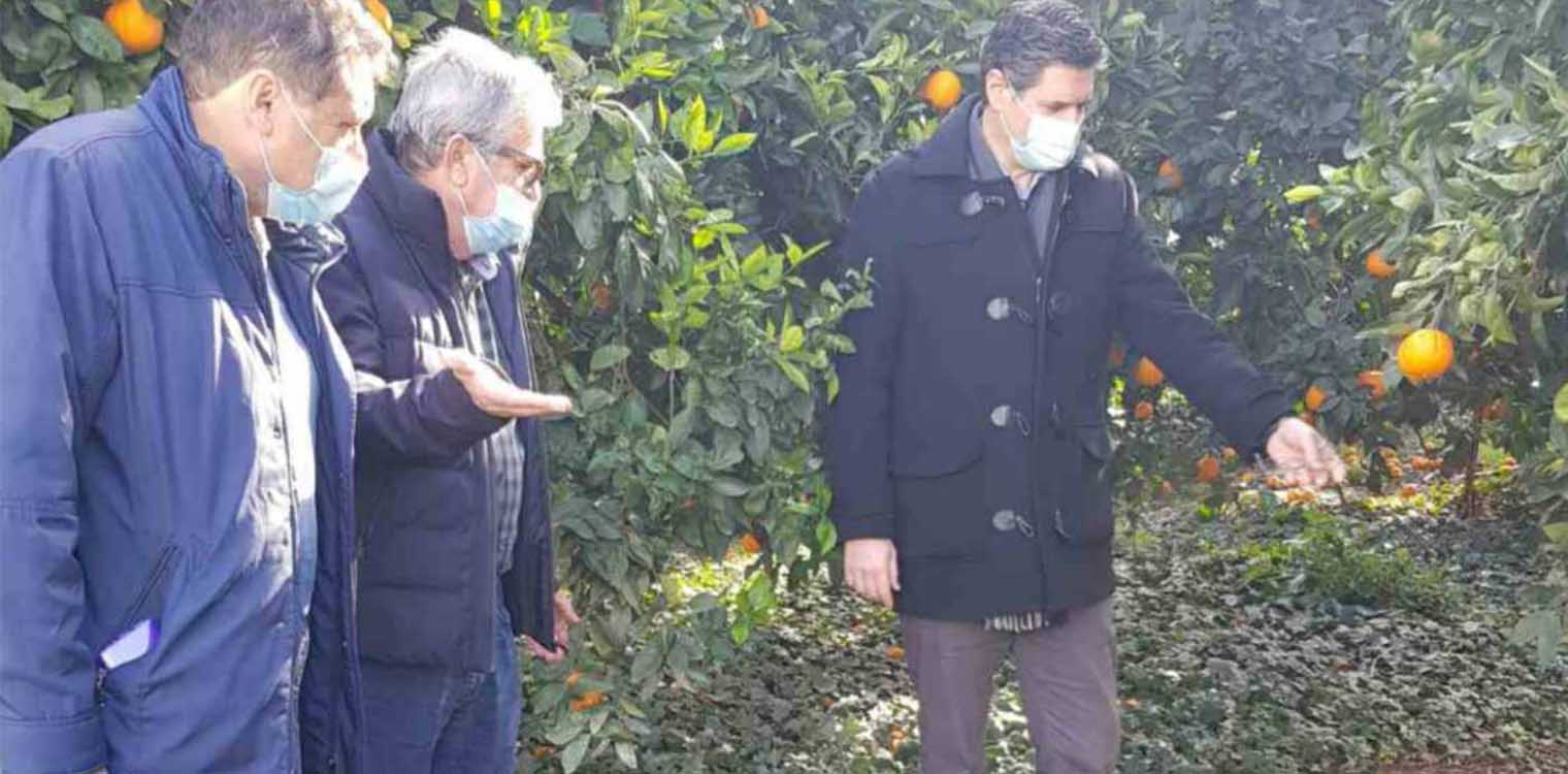 Καλαματιανός: Συνεχή τα προβλήματα για τους παραγωγούς εσπεριδοειδών