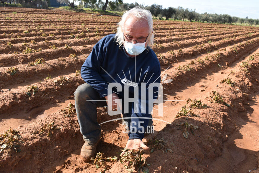 papata mideia 3