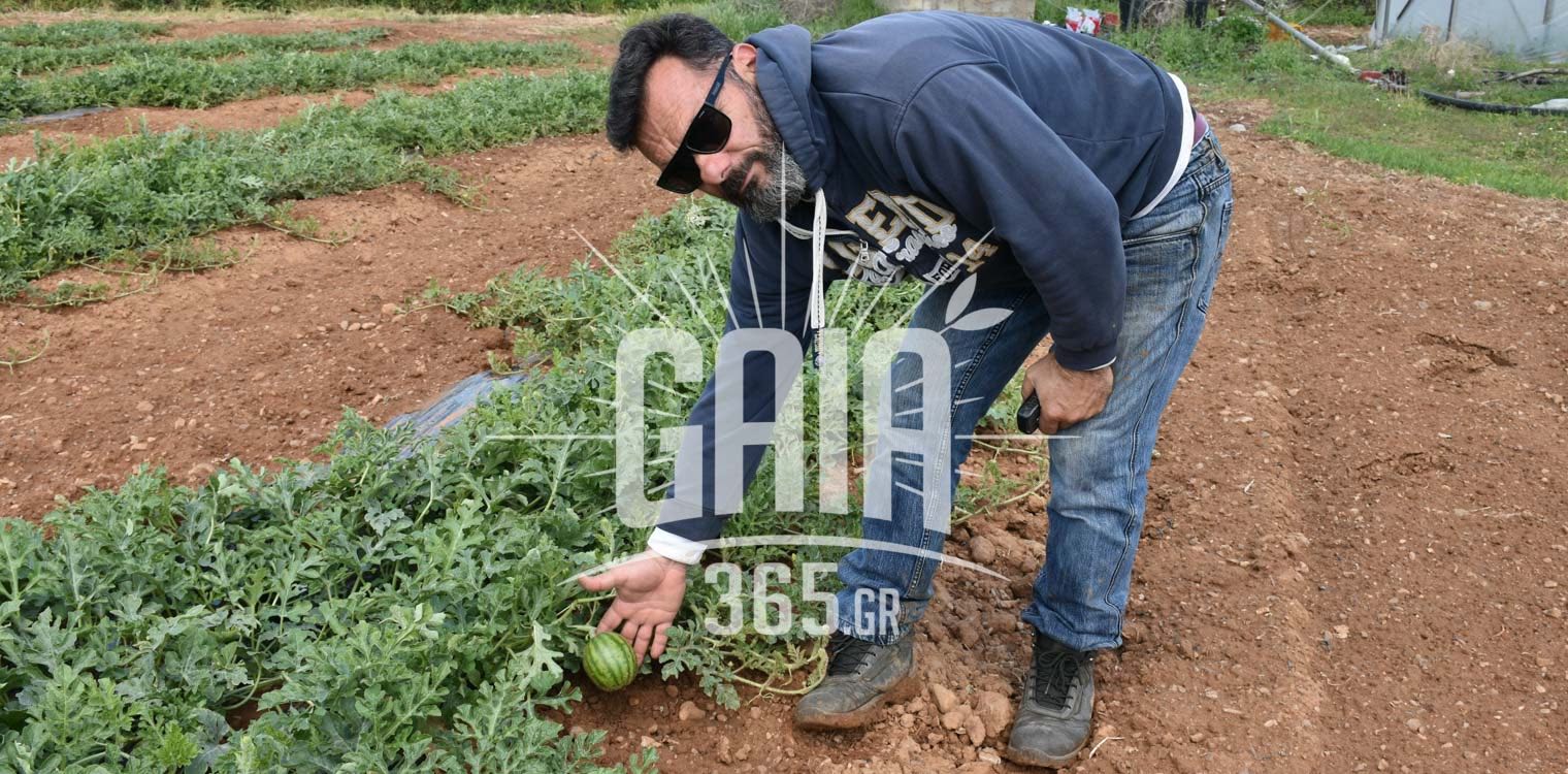 Ηλεία: Ολική καταστροφή από το χαλάζι σε Ρουπάκι, Κόροιβο, Αμπελόκαμπο