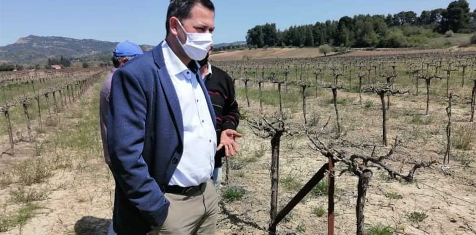 Βασιλόπουλος: Τον Ιούνιο οι δικαιούχοι αμπελουργοί του προγράμματος « Πράσινου Τρύγου»