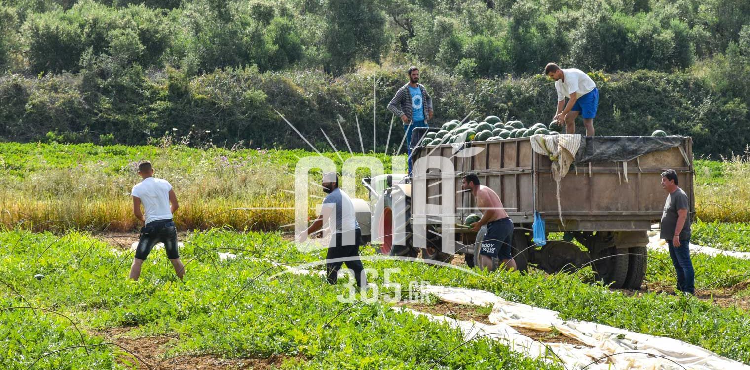 Ηλεία: Ξεκίνημα με καλές τιμές και φουλ εξαγωγές για το καρπούζι