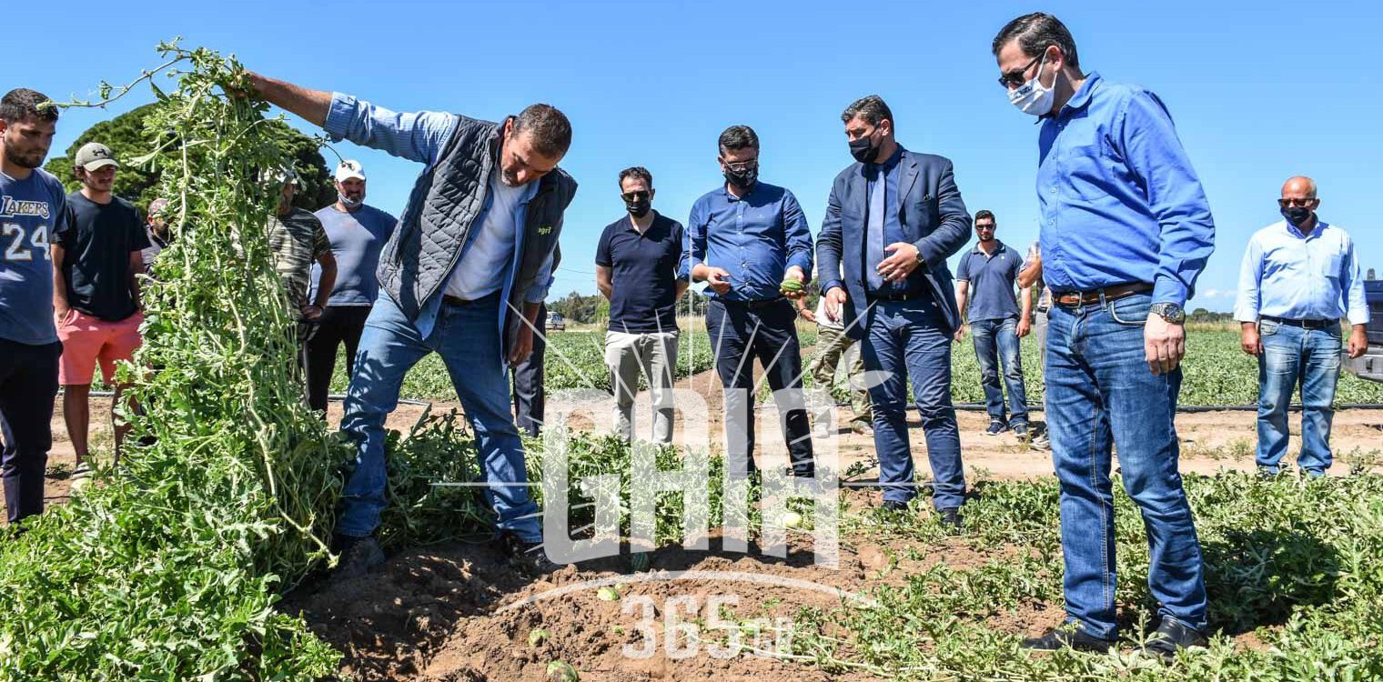Ηλεία: Αυτοψία στις χαλαζόπληκτες περιοχές από τον αντιπρόεδο του ΕΛΓΑ