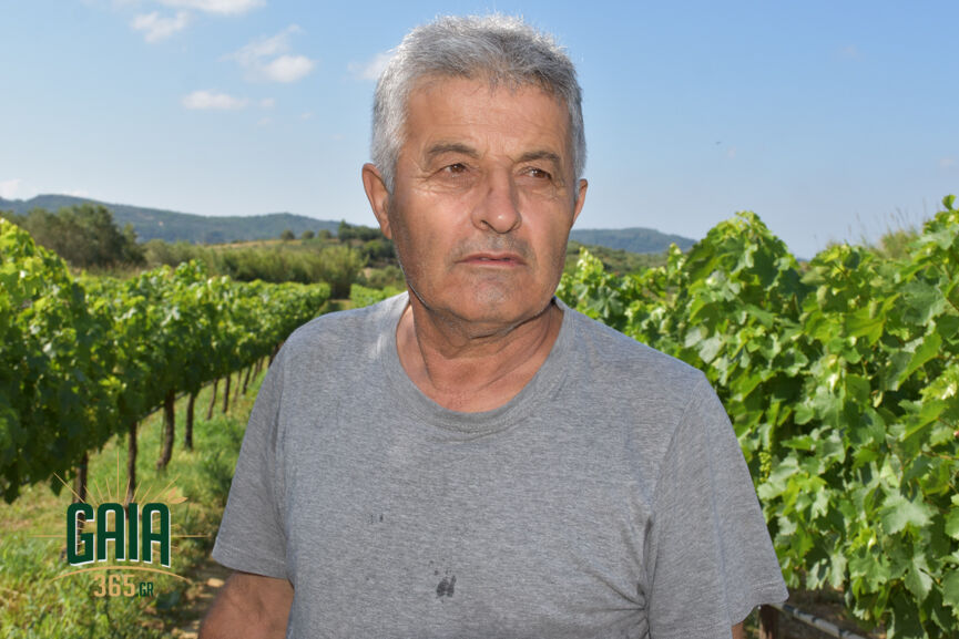 Tzifas