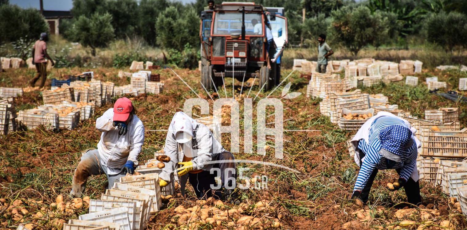 Ηλεία: Ζοφερό το αύριο στον αγροτοκτηνοτροφικό τομέα - Η ακρίβεια βάζει ταφόπλακα στην παραγωγή