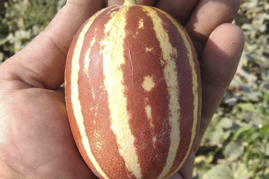 penonia tsepis kilkis 3