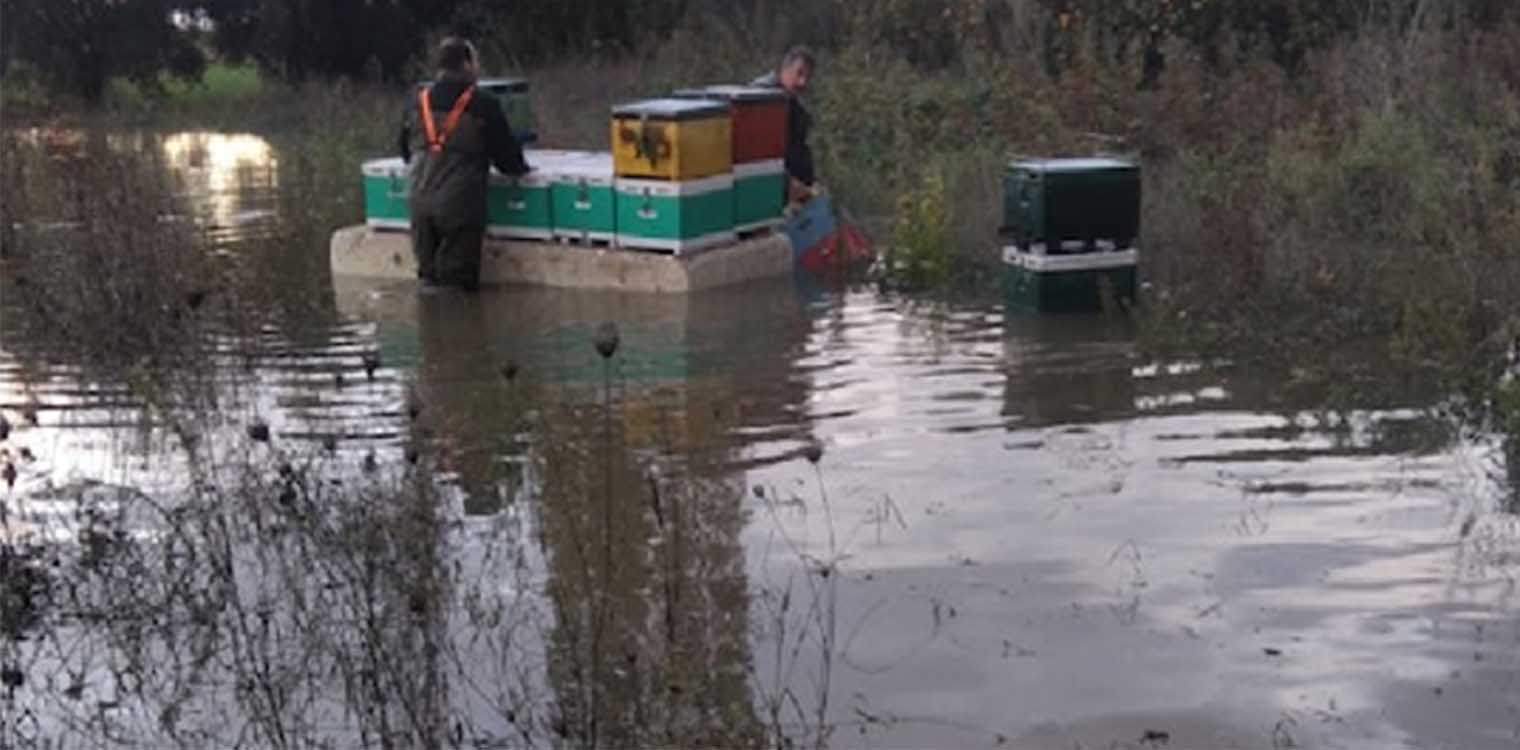 Πνίγηκαν εκατοντάδες μελίσσια στο Μεσολόγγι (photos)