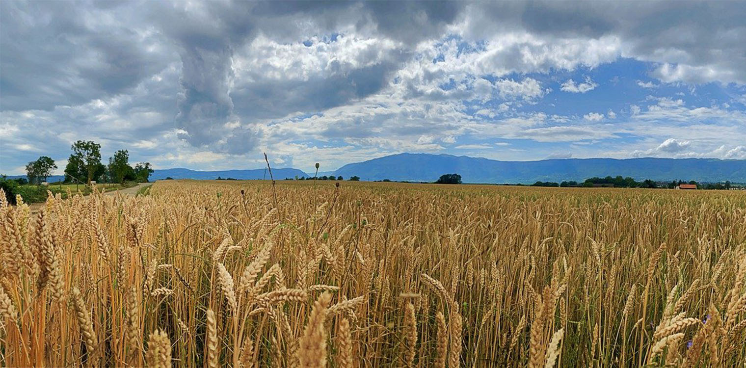 Προσπάθεια για επάρκεια σε μαλακό σιτάρι, 35% η χώρα μας το εισάγει από Μαύρη Θάλασσα