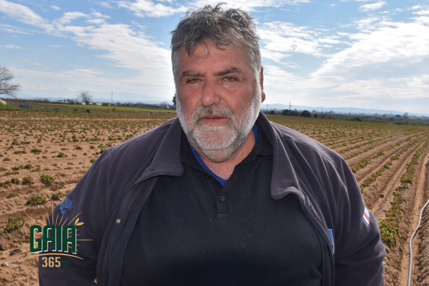 Georgiopoulos agrotis