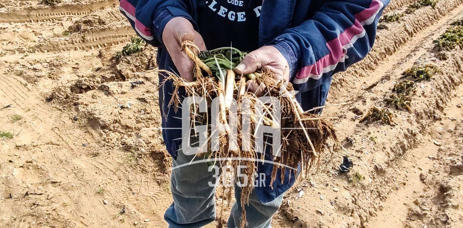 Ηλεία: Ο παγετός στον κάμπο προκάλεσε ολοκληρωτική καταστροφή στην πατάτα