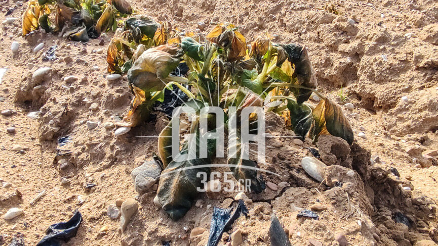 patata 3
