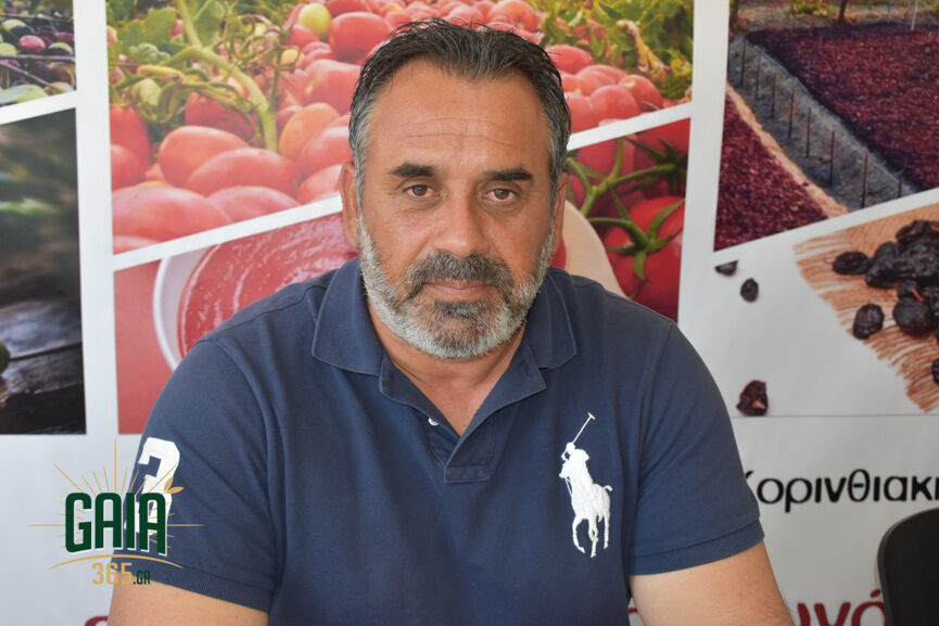 agrotes omada 4