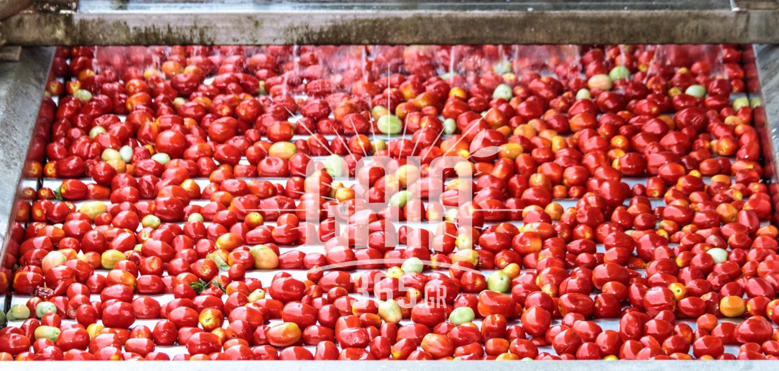 Χαμηλές οι αποδόσεις φέτος στη βιομηχανική ντομάτα, ψάχνεται η βιομηχανία