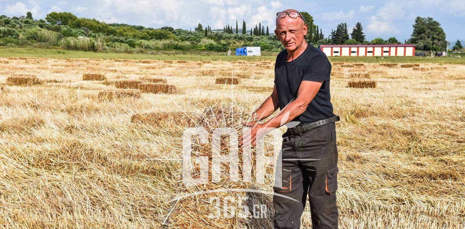 Ζώνη ΤΟΕΒ Πελοπίου: Χαριστική βολή από τον καιρό στους παραγωγούς – 50.000 δέματα σανού τα πρόλαβε η βροχή και τα κατέστρεψε