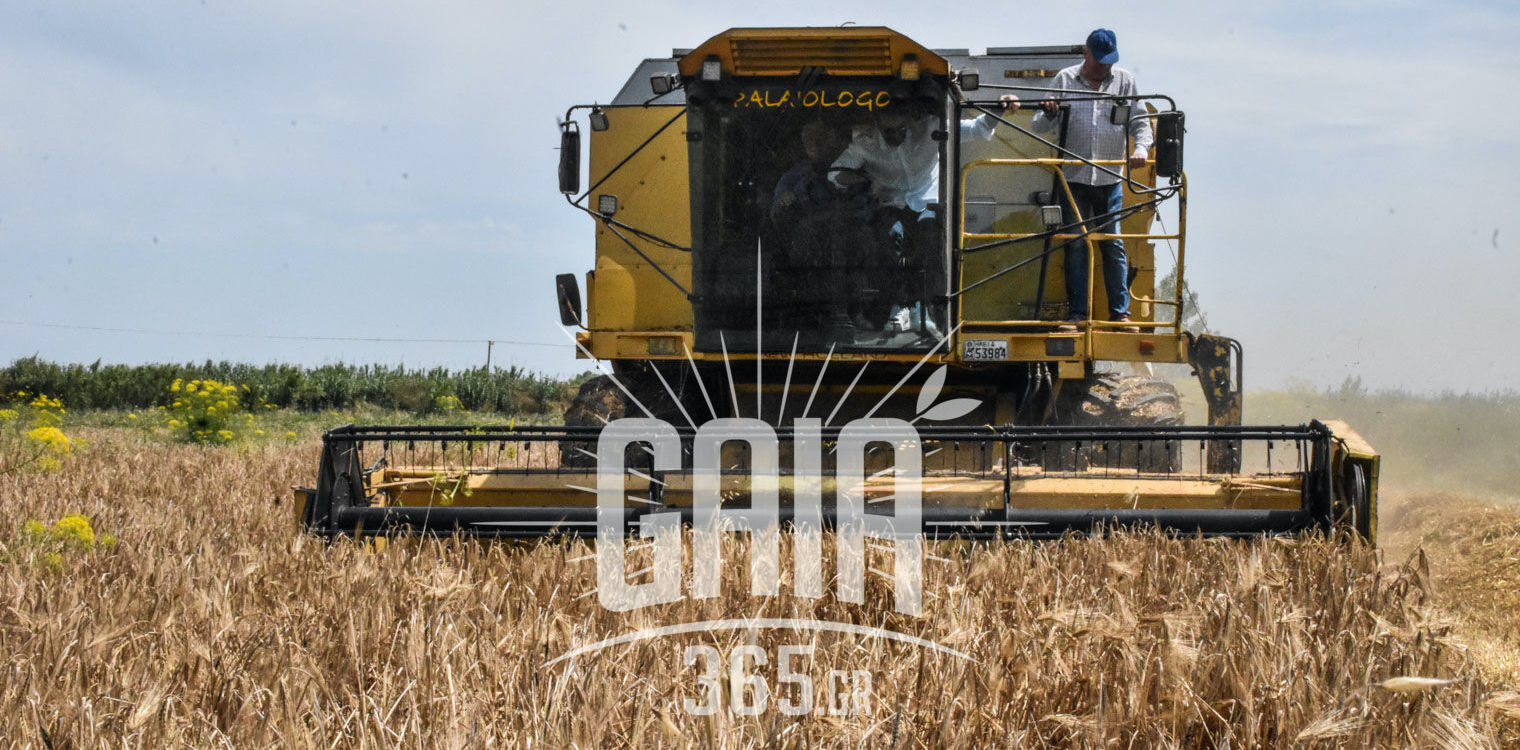 Ηλεία: Θερίζουν τα σιτηρά οι αγρότες αφού τους “θέρισε” πρώτα ο καιρός