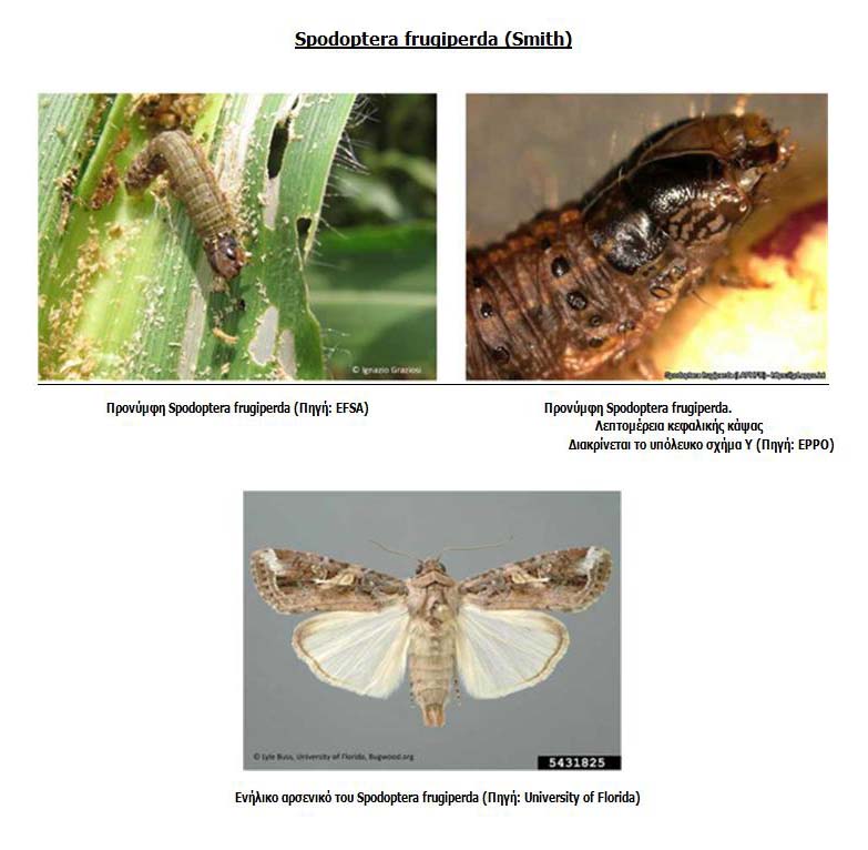 Spodoptera frugiperda 2