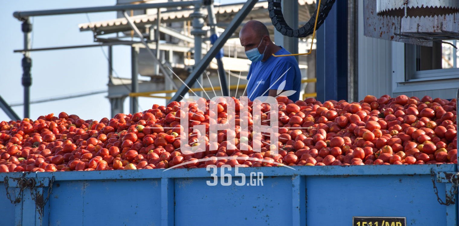 Ηλεία: Ξεκίνησε η παραγωγή της βιομηχανικής τομάτας - Ανάλογες με τις περσινές οι συμφωνίες με τα εργοστάσια