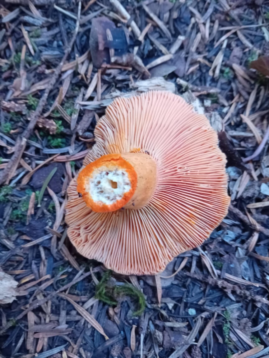 Lactarius salmonicolor