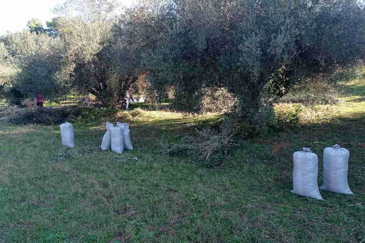 dimos andrits mazema elias aporoi 2
