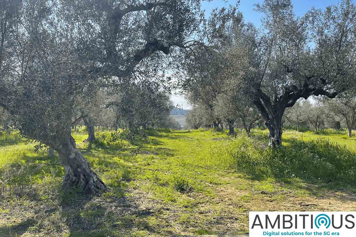 douneika ambitious sun 2