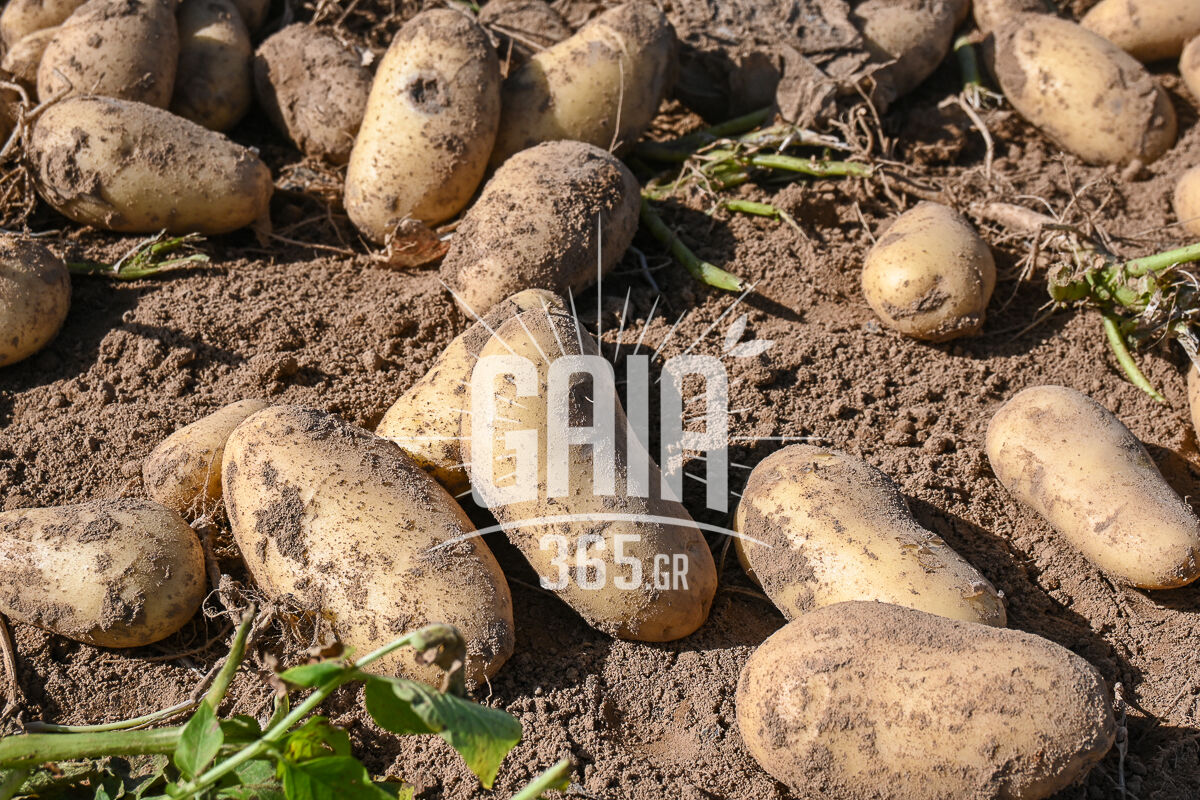 patates douneikon 5