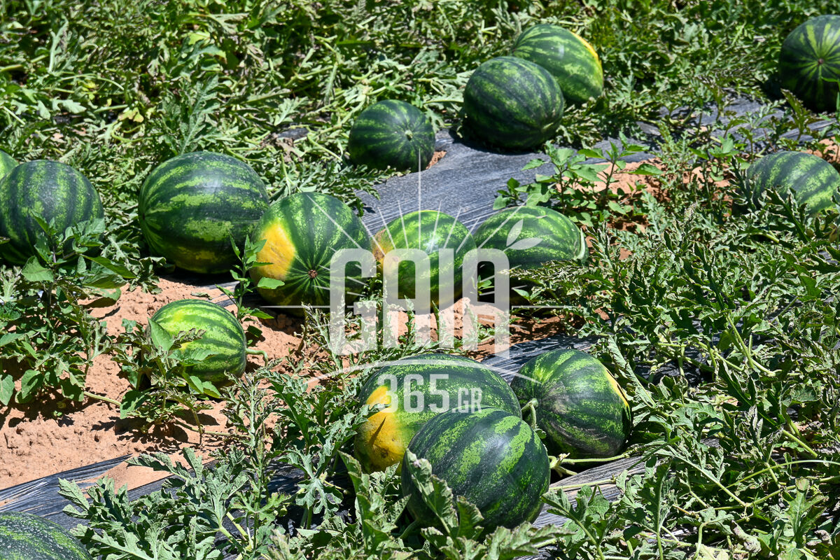 Karpouzia 4
