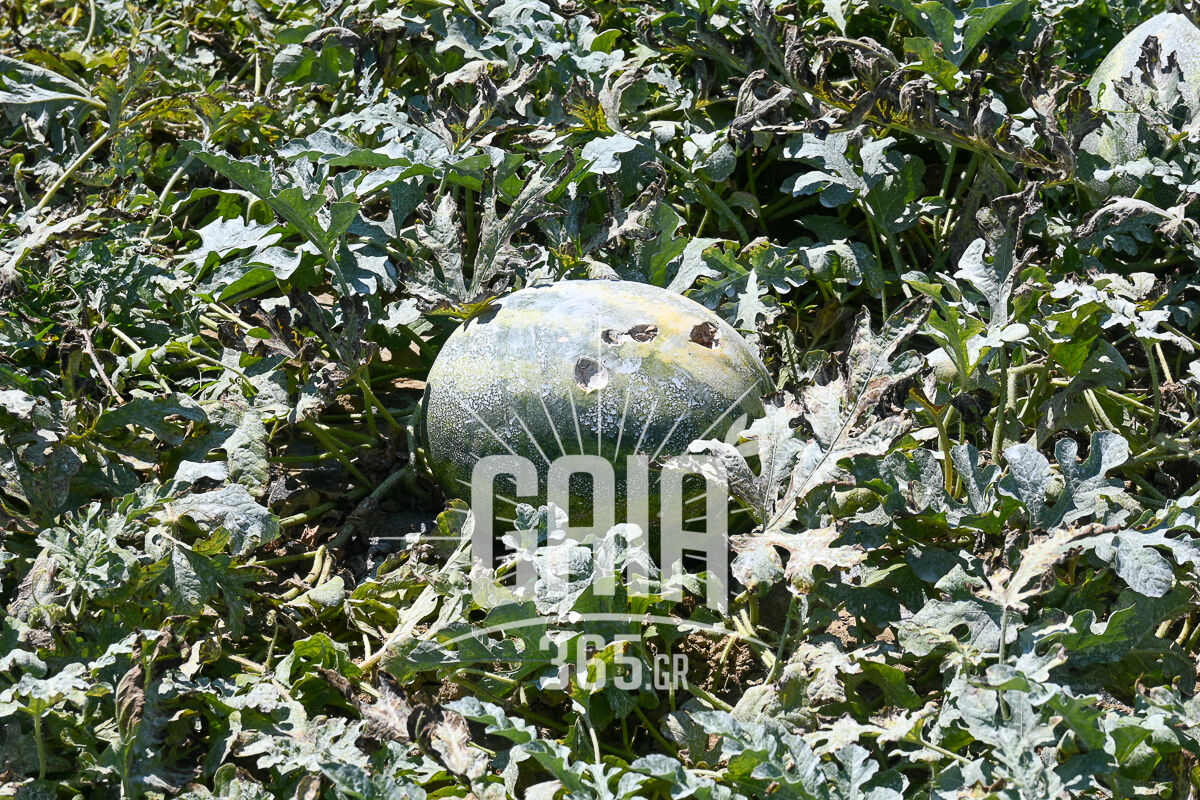 Karpouzia Agriogourouna 1