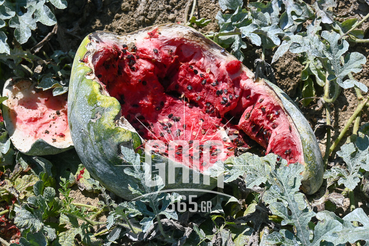 Karpouzia Agriogourouna 4