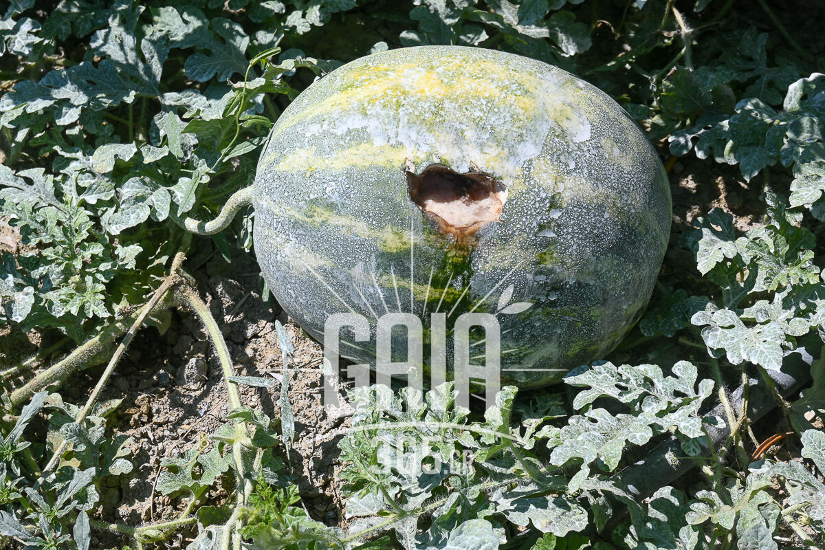 Karpouzia Agriogourouna 6
