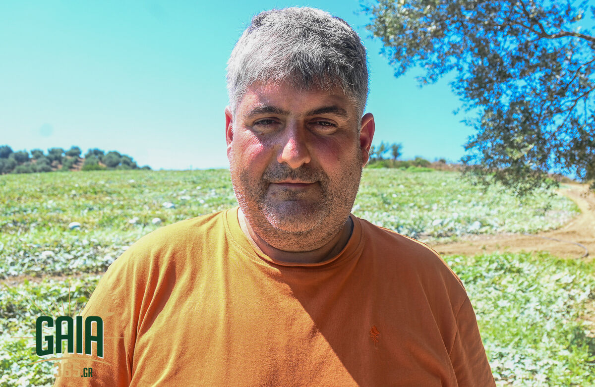 Karpouzia Agriogourouna 9