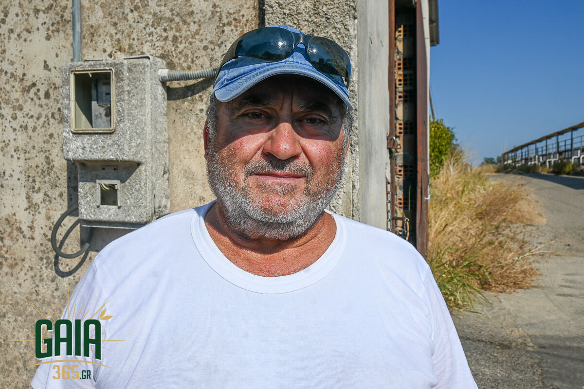 Stafida paradosi 7