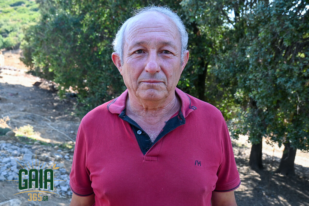 Kataroikos 11