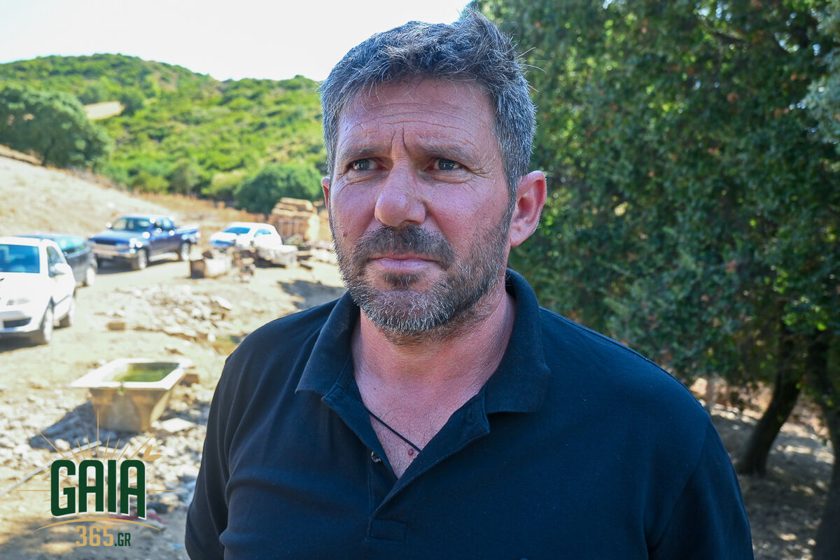 Kataroikos 12