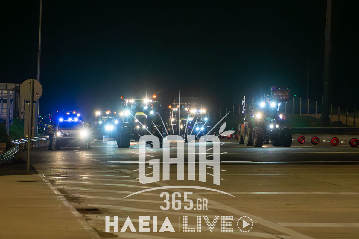 Agrotes Diodia nixta2 1