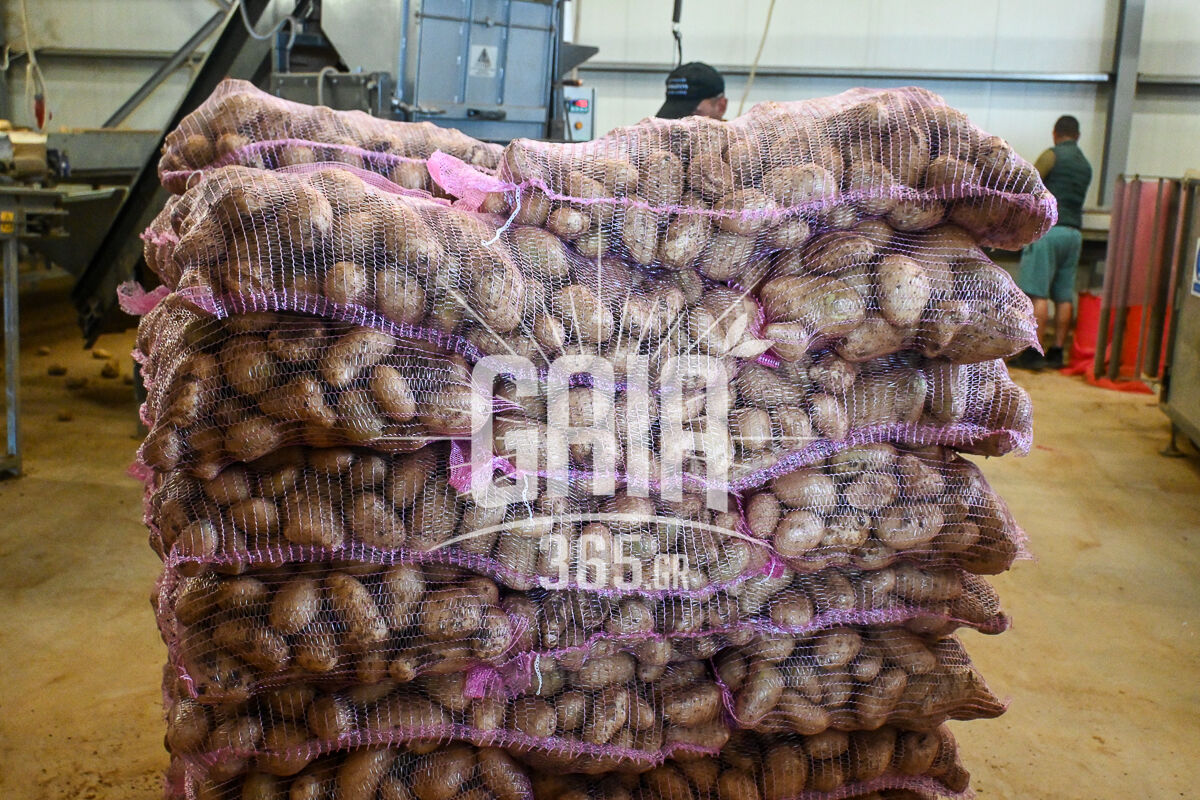 patates 4