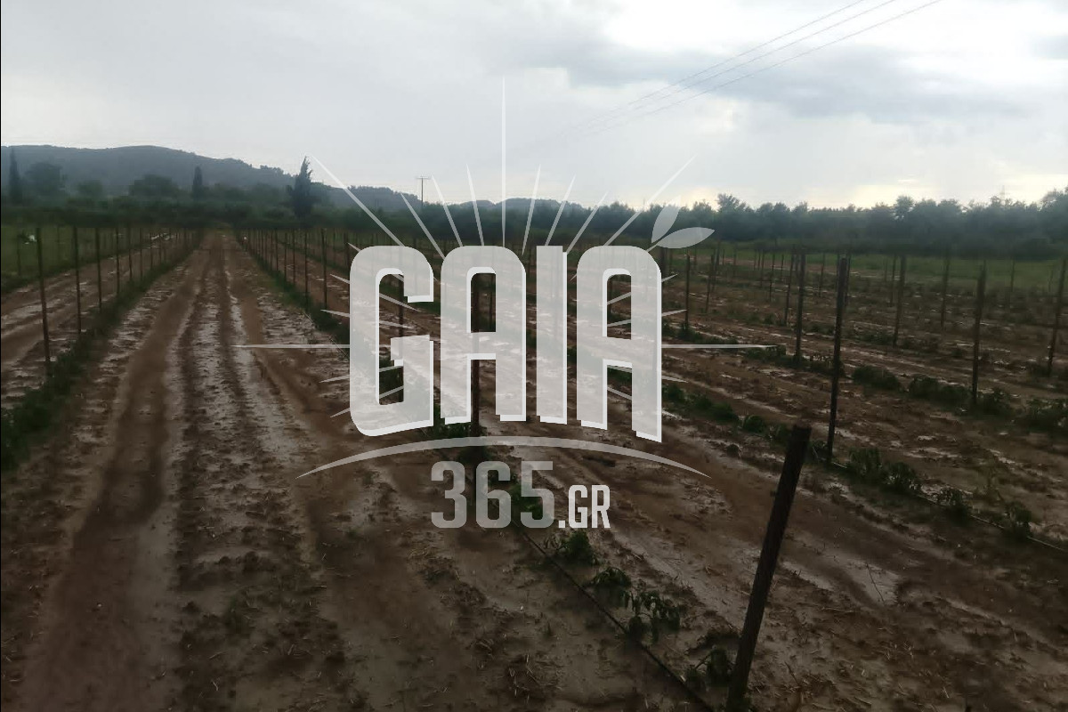 xalazi abelonas 2