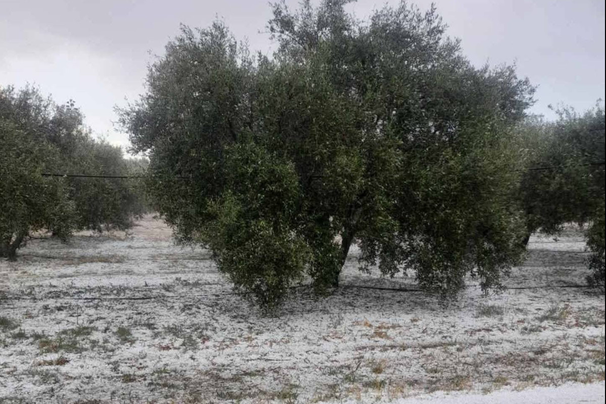 xalazi pineias 2
