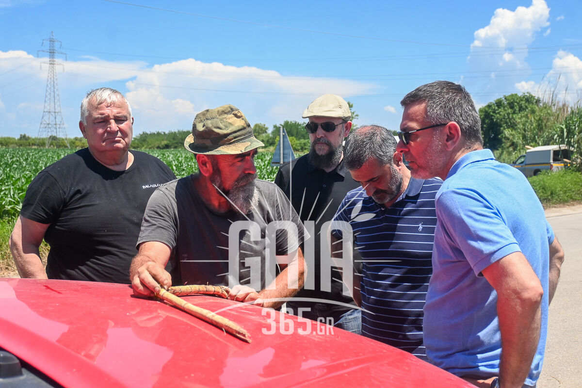 GOEV Autopsia 8