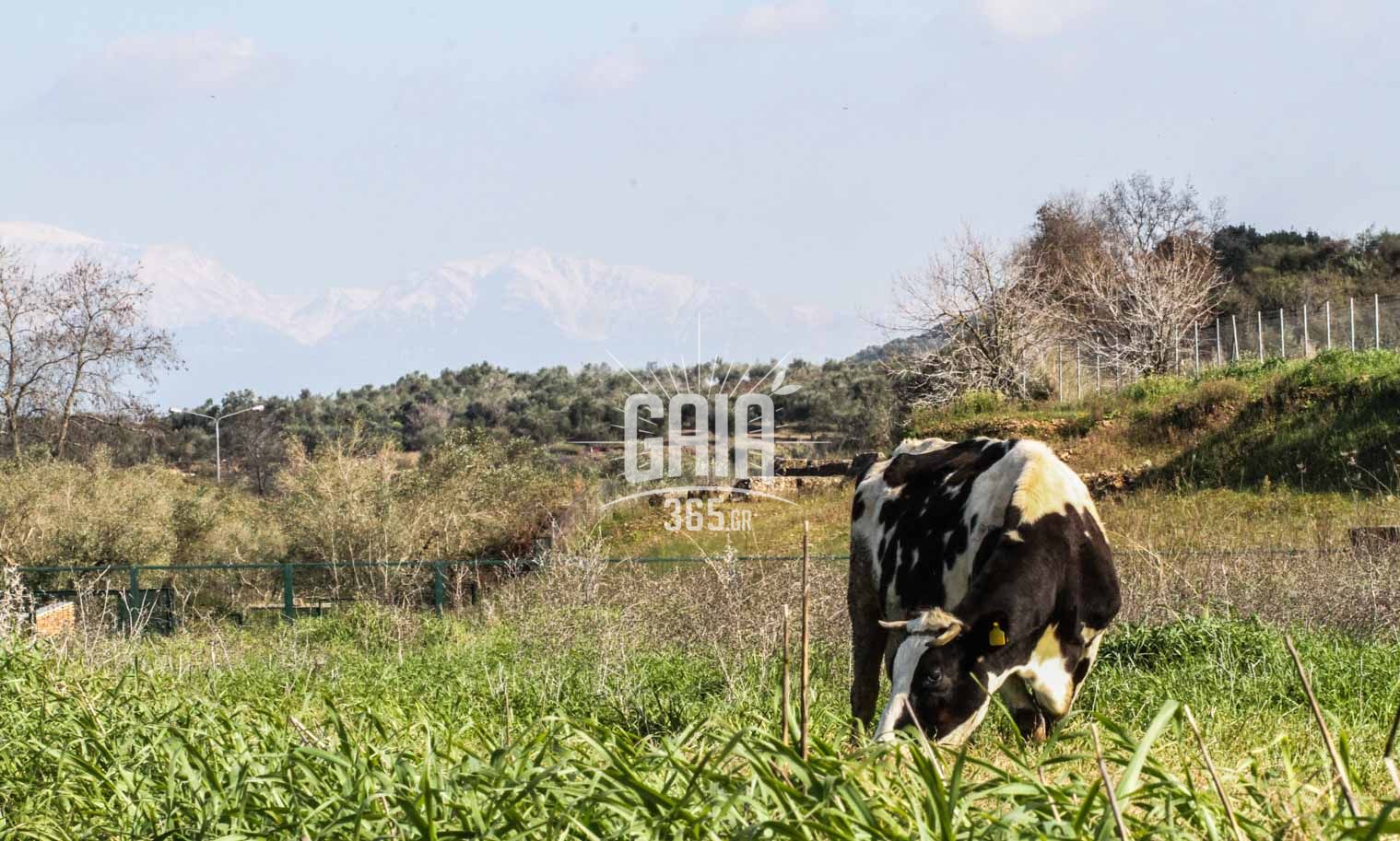 Υπολείμματα κτηνιατρικών φαρμάκων στα ζώα και στα τρόφιμα