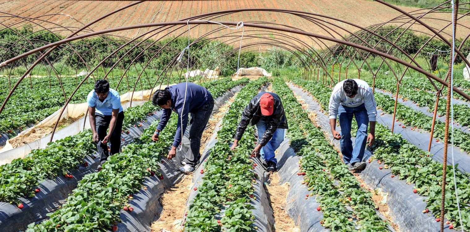 Ηλεία: Τεράστιο το ζήτημα των εργατών γης - Έφυγαν χιλιάδες από το νομό για Ιταλία